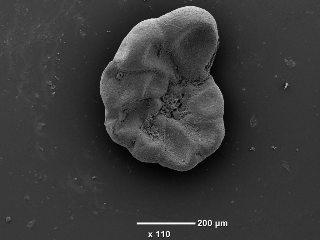 Trochamminidae