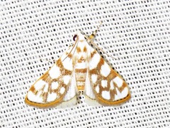 Obtusipalpis pardalis