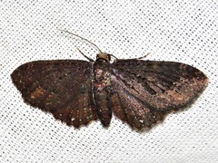 Horisme pallidimacula