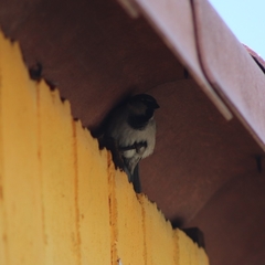 Passer domesticus