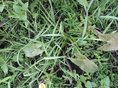 Sagittaria montevidensis