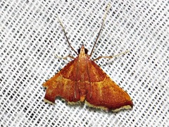 Endotricha erythralis