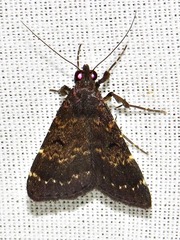 Hydrillodes uliginosalis