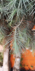 Pinus maximartinezii