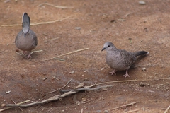 Columbina inca