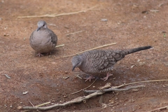 Columbina inca