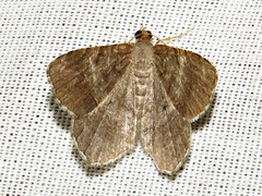 Chiasmia confuscata