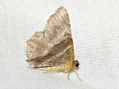 Chiasmia confuscata
