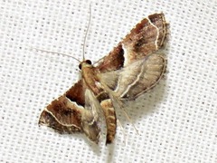 Endotricha consobrinalis consobrinalis