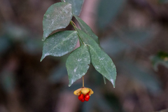 Euonymus nitidus