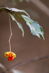 Euonymus nitidus