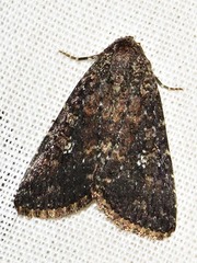 Condica capensis