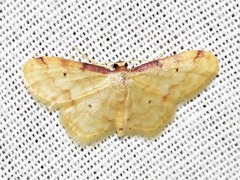 Idaea squamulata