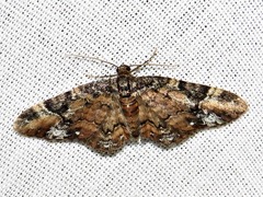 Melanthia ustiplaga