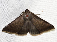 Achaea determinata
