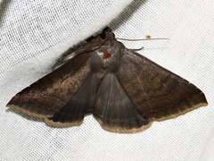 Achaea determinata