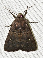 Caradrina tenebrata