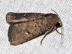 Caradrina tenebrata