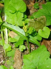 Botrychium lanceolatum