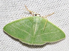 Neromia rubripunctilla