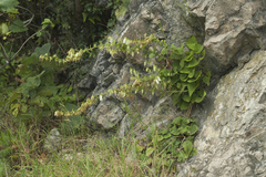 Campanula alliariifolia