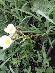 Sagittaria montevidensis