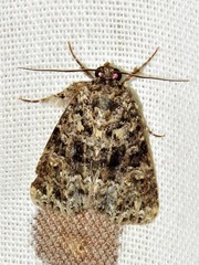 Callopistria latreillei