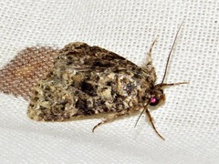 Callopistria latreillei
