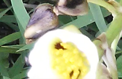 Sagittaria montevidensis