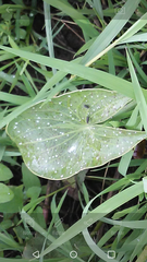 Sagittaria montevidensis