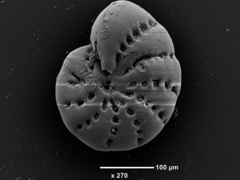Elphidium maorium