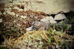 Dicrostonyx groenlandicus
