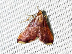 Endotricha erythralis