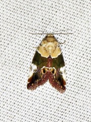 Hypercodia wheeleri