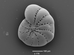 Cribroelphidium excavatum