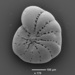 Cribroelphidium excavatum - Photo (c) D. J. King, algunos derechos reservados (CC BY-NC), subido por D. J. King