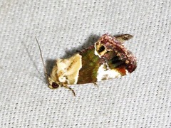 Hypercodia wheeleri