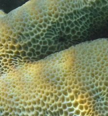 Gardineroseris planulata