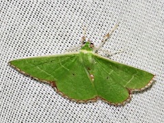 Comibaena leucospilata