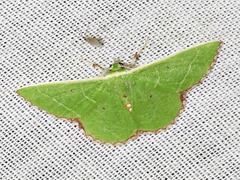 Comibaena leucospilata