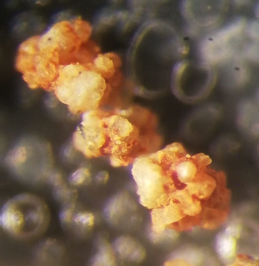 Hormosinidae