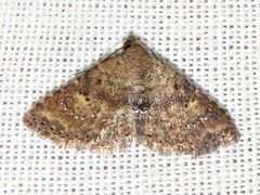 Cerynea thermesialis