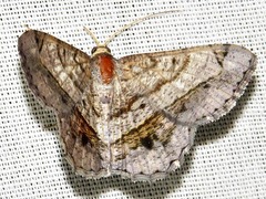 Chiasmia streniata streniata