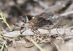 Platypedia barbata