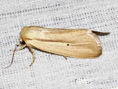 Mythimna prominens