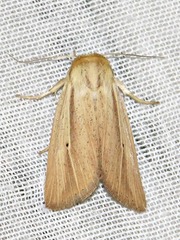 Mythimna prominens