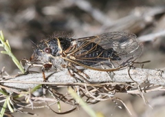 Platypedia barbata
