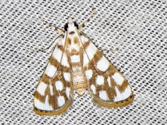 Obtusipalpis pardalis