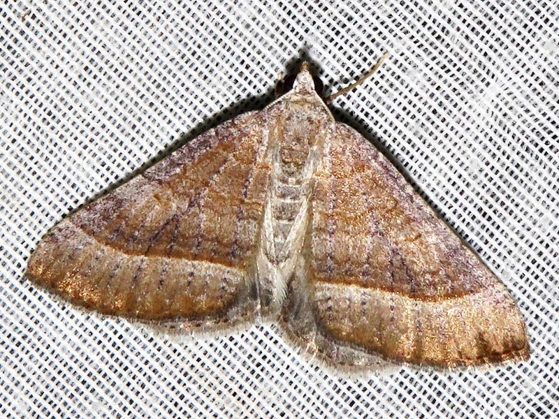 Scotopteryx nictitaria