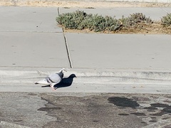 Columba livia domestica